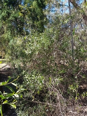 Myoporum acuminatum