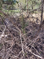 Myoporum acuminatum