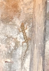 Phyllodactylus reissii