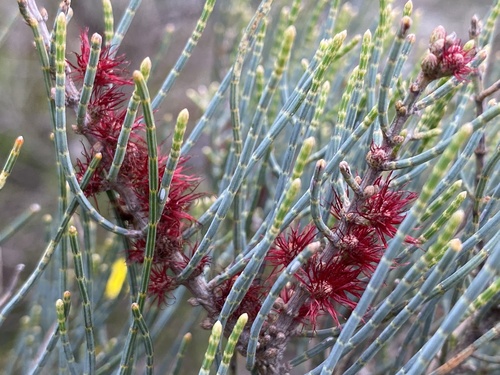 Allocasuarina humilis (Otto & A.Dietr.) L.A.S.Johnson