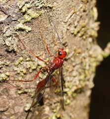 Aulacidae