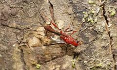 Aulacidae