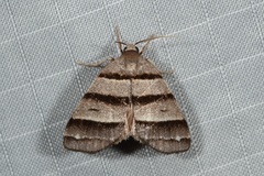 Flammona quadrifasciata