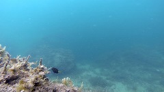 Prionurus microlepidotus