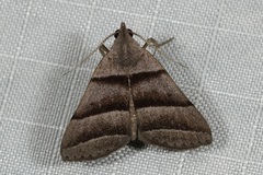 Polypogon nothusalis