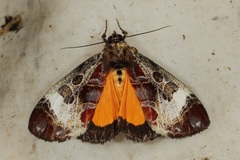 Sarbanissa catacoloides