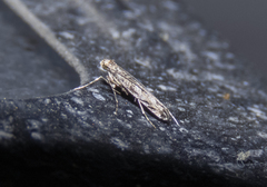 Neurobathra strigifinitella