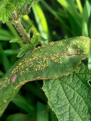 Puccinia pulverulenta
