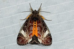 Sarbanissa catacoloides