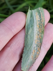 Puccinia pulverulenta