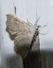 Redectis pygmaea