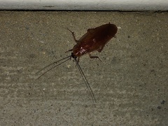Parcoblatta virginica