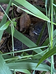 Junco