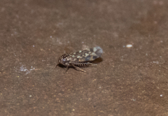 Xestocephalus superbus