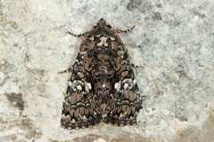 Aedia acronyctoides
