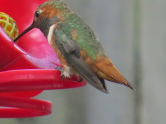 Selasphorus sasin sedentarius