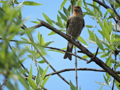Haemorhous mexicanus