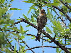 Haemorhous mexicanus