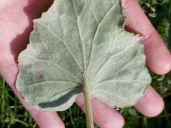 Puccinia poarum