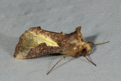 Thysanoplusia orichalcea