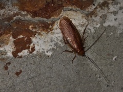 Parcoblatta virginica