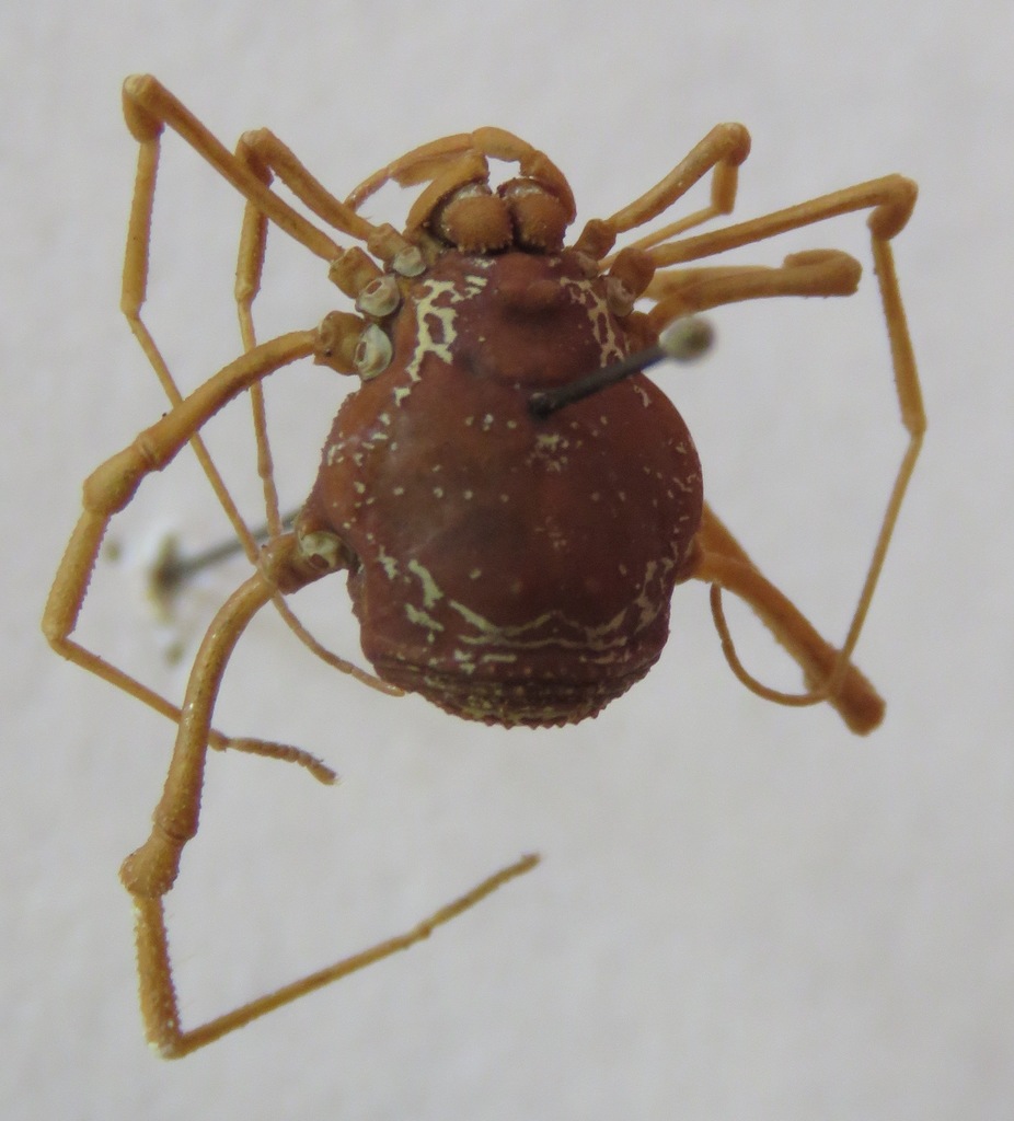 Harvestmen