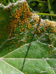 Tussilago farfara