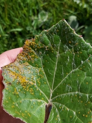 Tussilago farfara