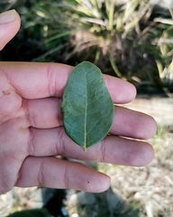 Cryptocarya alba