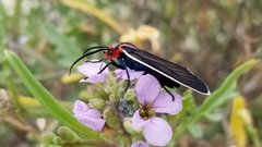 Ctenucha rubroscapus
