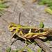 Bandwing Grasshoppers - Photo (c) Reiner Richter, some rights reserved (CC BY-NC-SA)