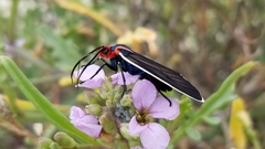 Ctenucha rubroscapus