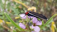 Ctenucha rubroscapus