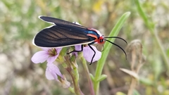 Ctenucha rubroscapus