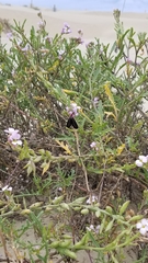 Ctenucha rubroscapus