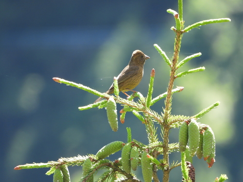 Taiwan Rosefinch (Carpodacus formosanus), photo 9