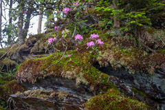 Rhododendron smokianum