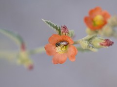 Macrotera latior