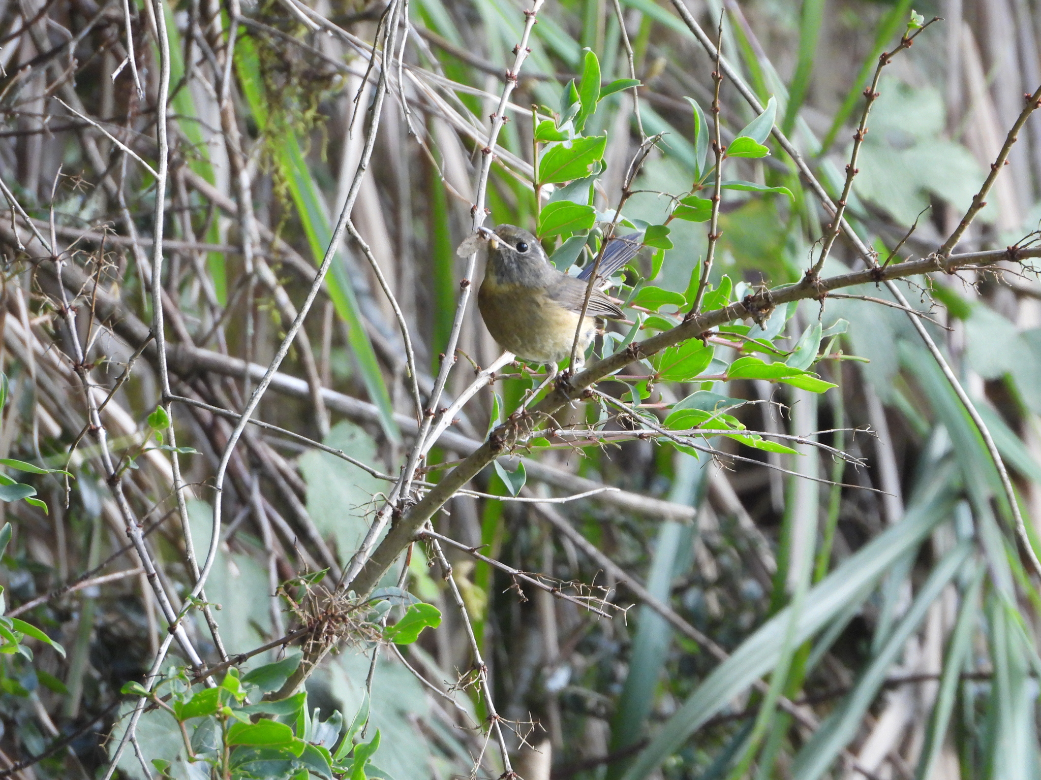 Collared Bush Robin