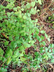 Symphoricarpos microphyllus