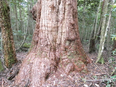 Eucalyptus pilularis