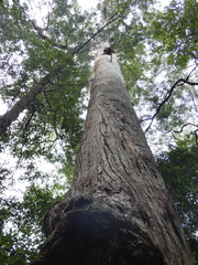 Eucalyptus pilularis