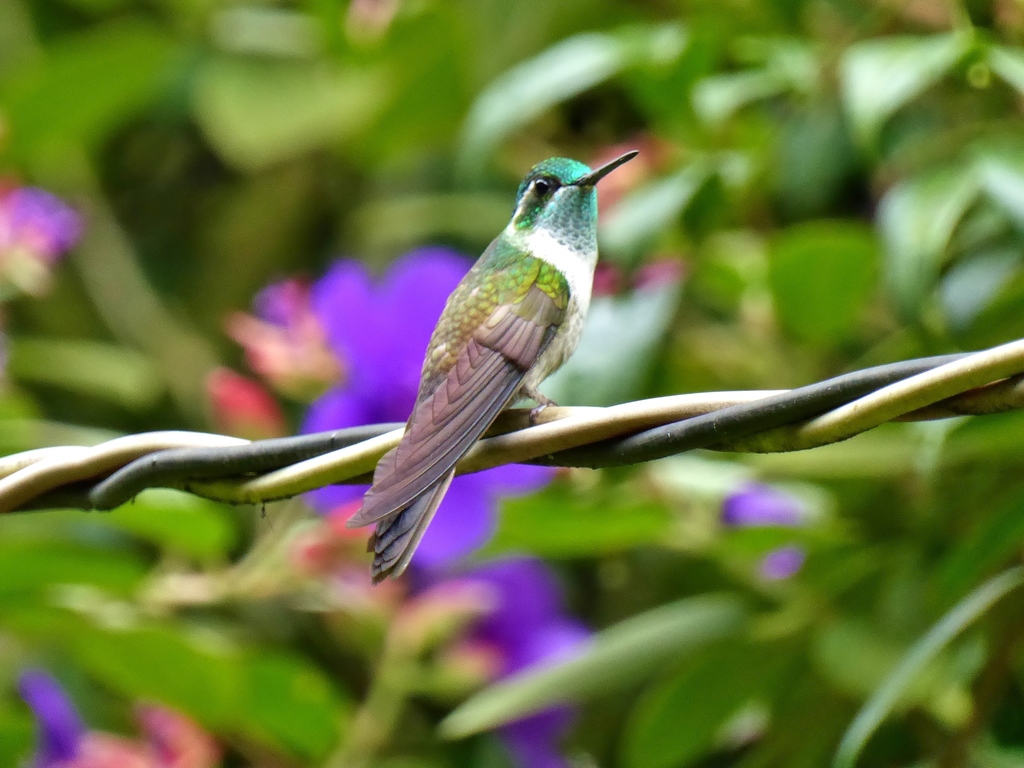Green-throated Mountain-gem