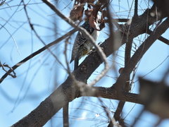 Melanerpes aurifrons