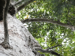 Eucalyptus pilularis