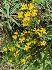 Helenium amarum amarum