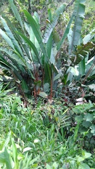 Heliconia longa