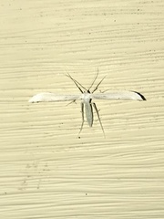 Hellinsia homodactylus