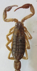 Centruroides margaritatus