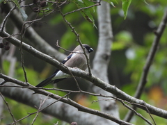 Pyrrhula nipalensis uchidai